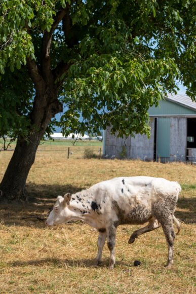 {{brizy_dc_image_alt imageSrc=